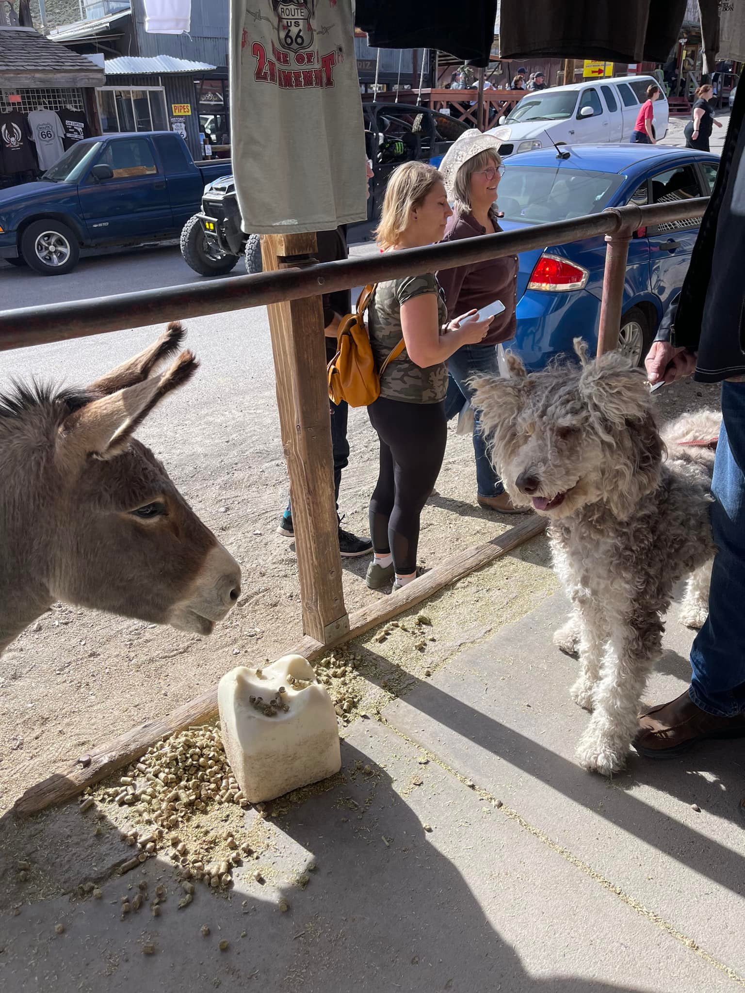 Donkey wanders up to doodle on Route 66