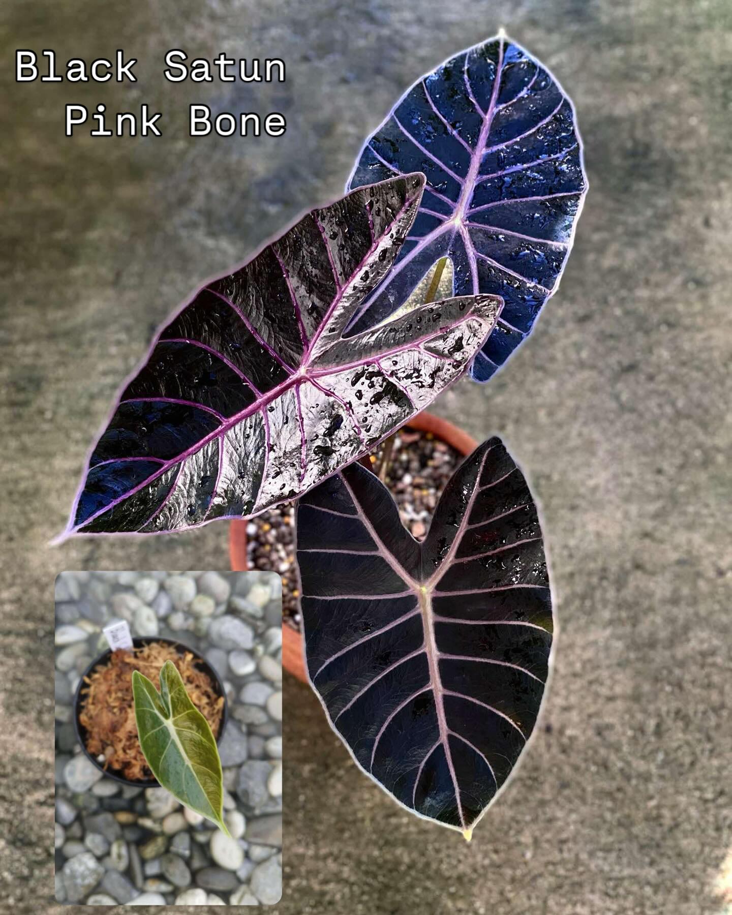 Alocasia Black Satun Pink Bone. #alocasia #alocasiasatun