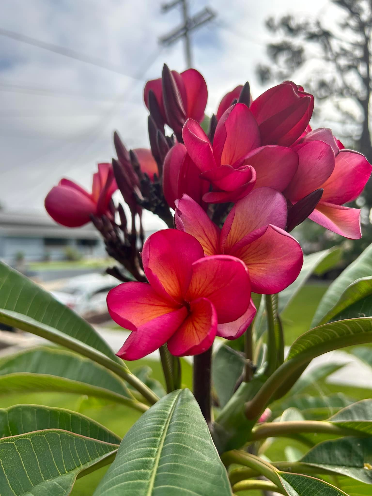 Purple Jade Dragon plumeria plant