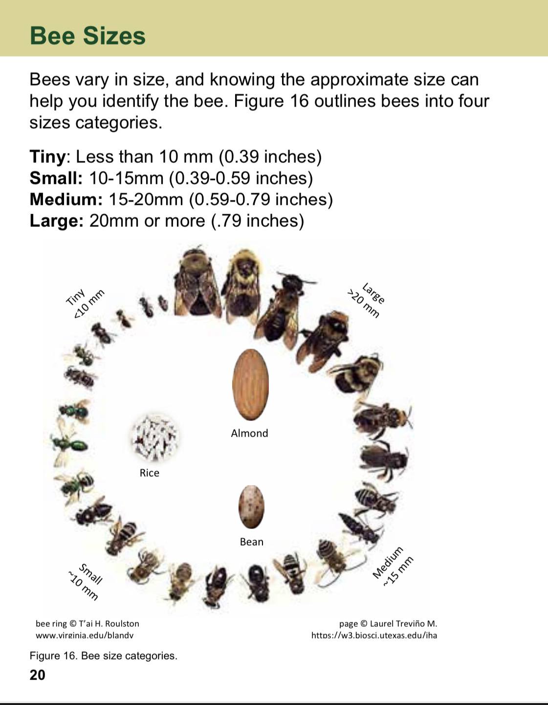 John - A Beginner’s Field Guide to Identifying Bees: 65 pdf pages (127 ...