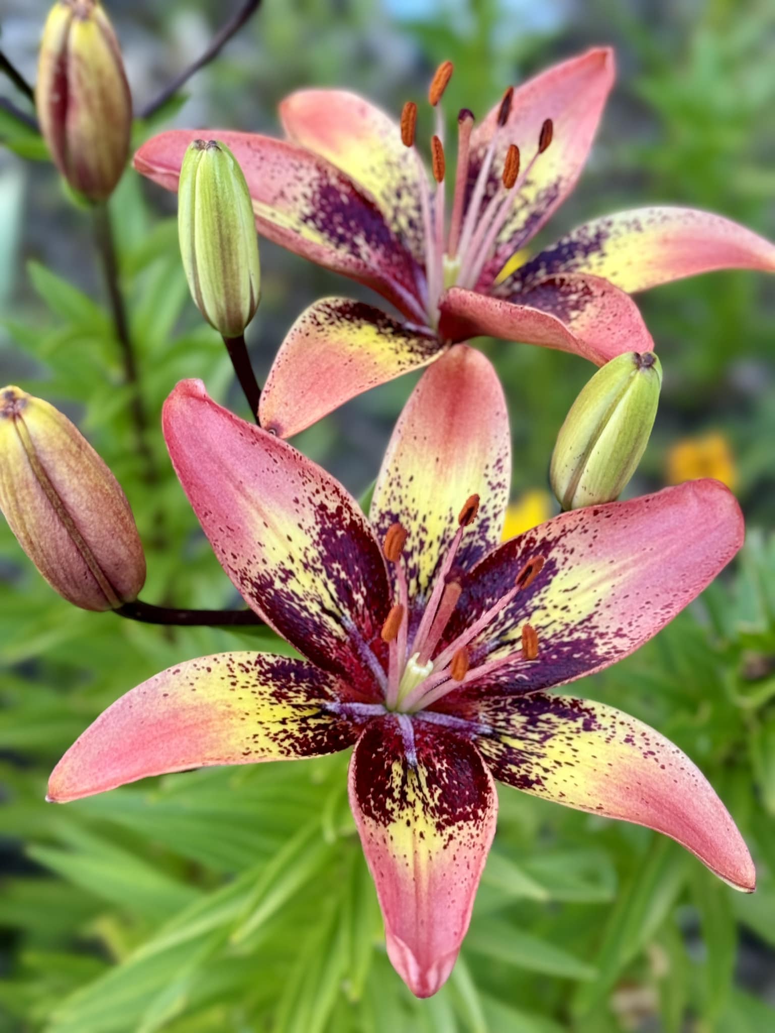 Tribal Dance Asiatic Lily, Zone 7b