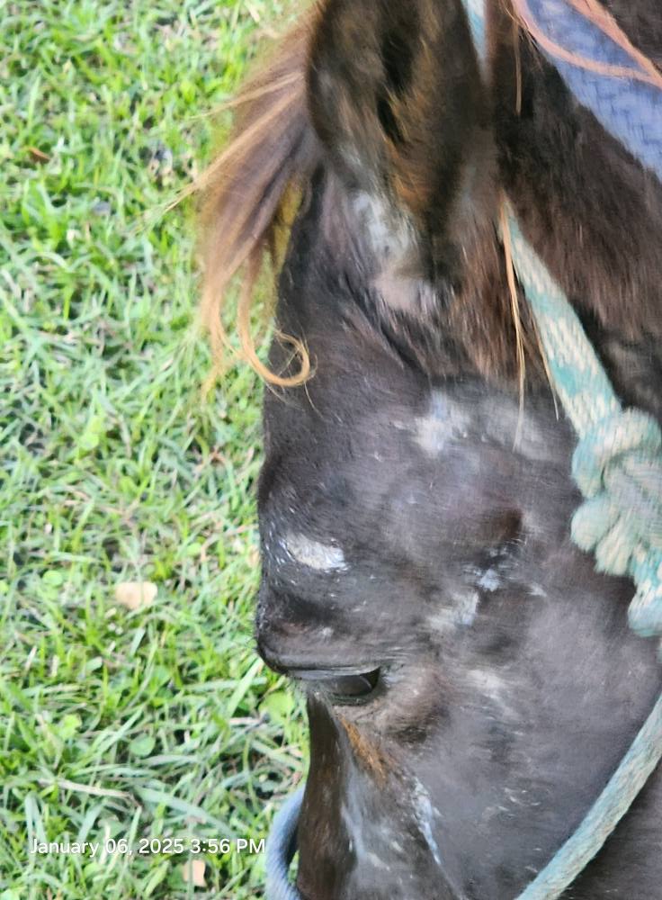 Feeding horses plain tobacco as a dewormer?