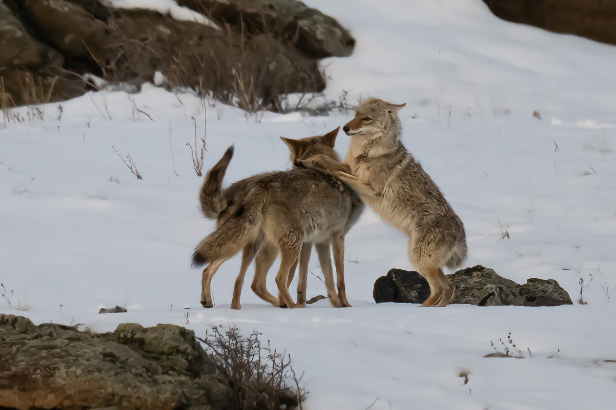 Benefits of Coyotes in Pest Control and Ranching