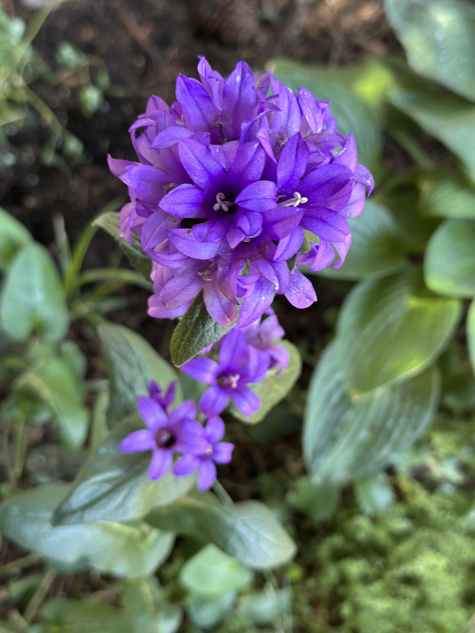 【希少】A Darden of Bell Flowers 希少】A Darden of Bell Flowers 希少】A Darden of Bell Flowers