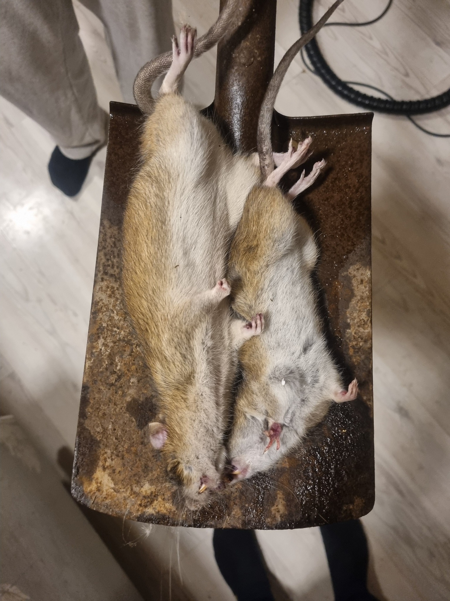 Det her kan man da hvis kalde en stor rotte | Facebook