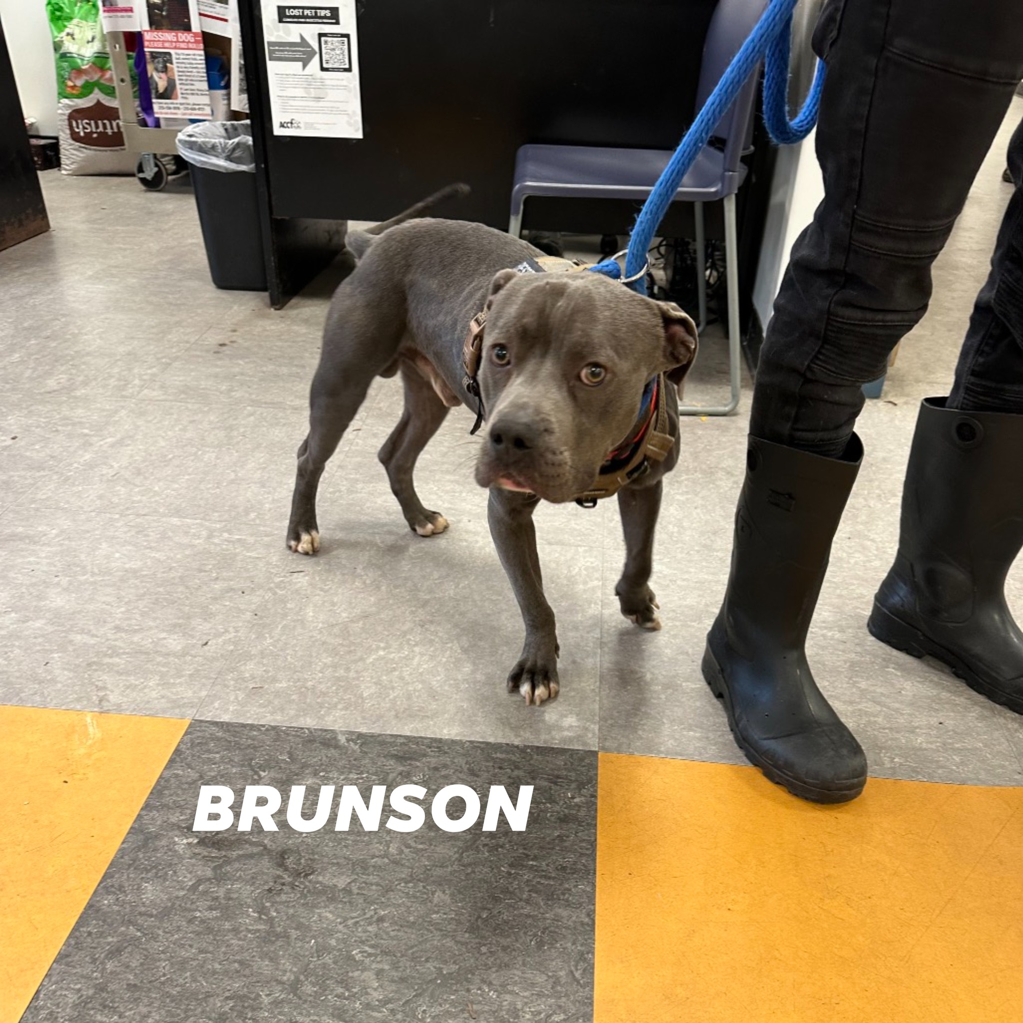 FOSTER NEEDED FOR HAPPY FRIENDLY SWEET BOY BRUTUS. RESCUE ONLY