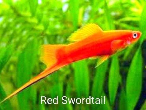 Back in the 70s and 80s. If you have this fish. You happy already