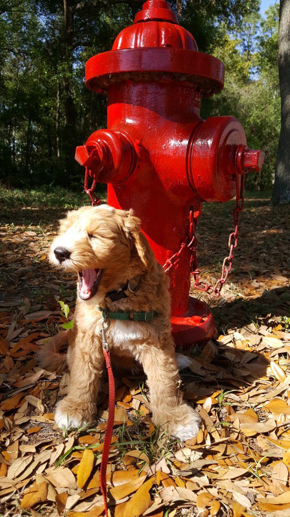 Casquette Vintage Années 80 Fire Hydrant Friends Dogs - Humour Trucker, Sans Marque, Neuf Sans étiquette