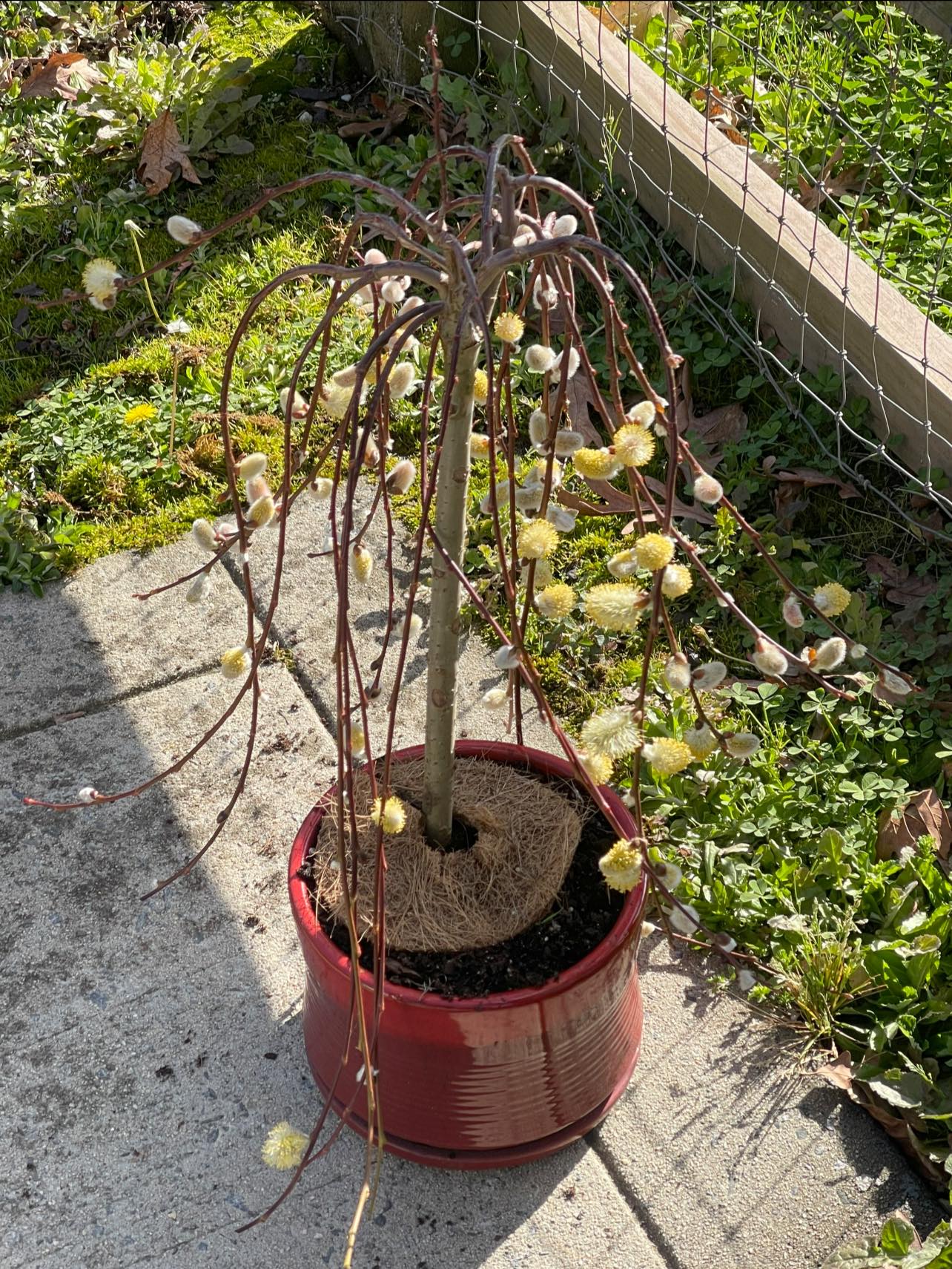Bonsai Australian Willow Tree Cutting - Large Thick Trunk Root Stock
