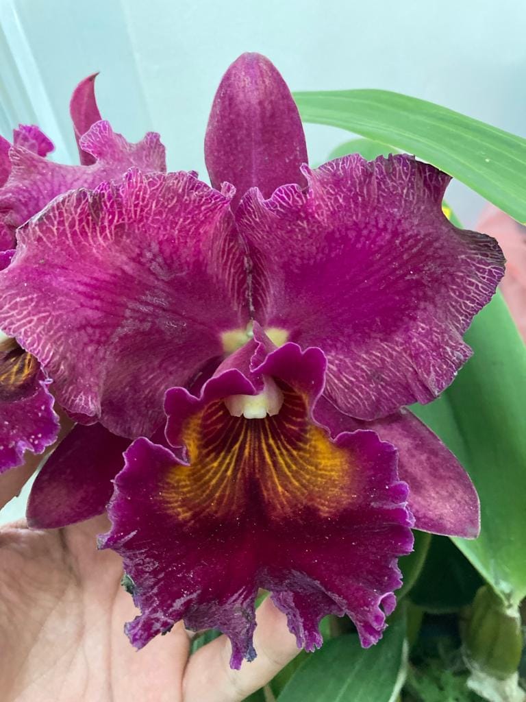 I recently sent a capsule of Rlc. Chia Lin 
