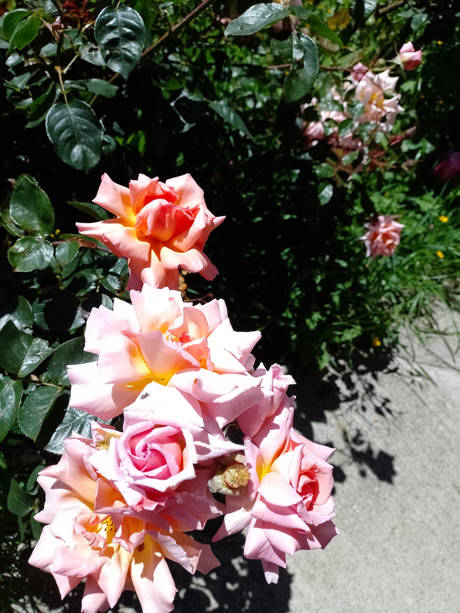 Myriam Rosas C