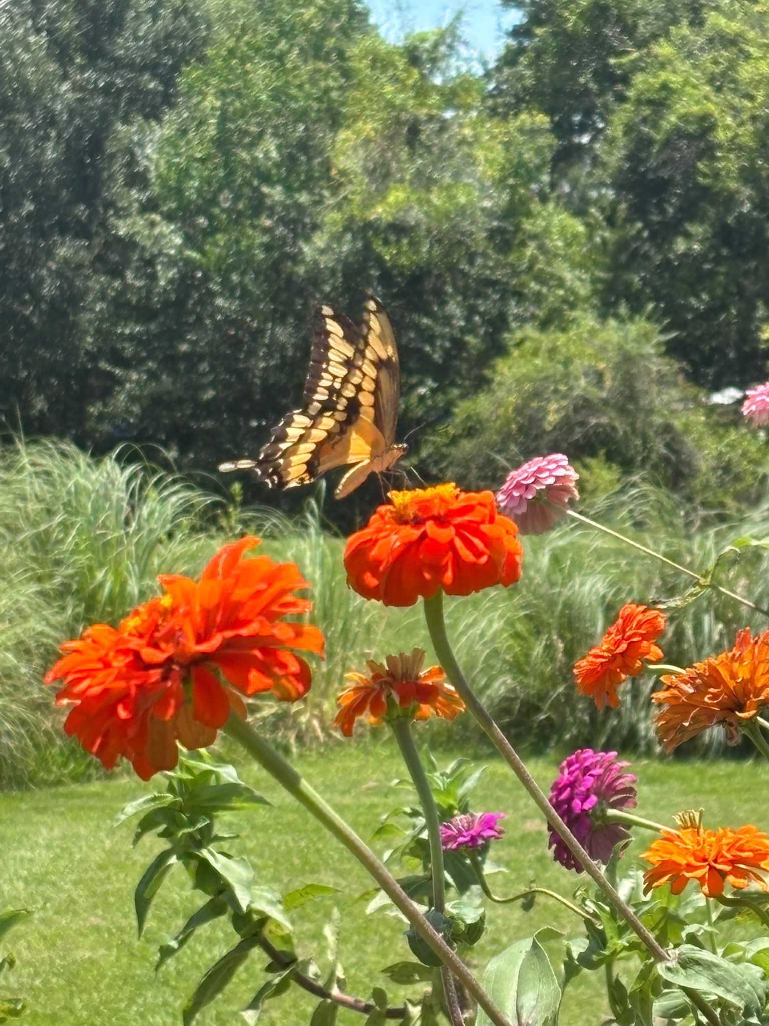 Beautiful visitor today 😍