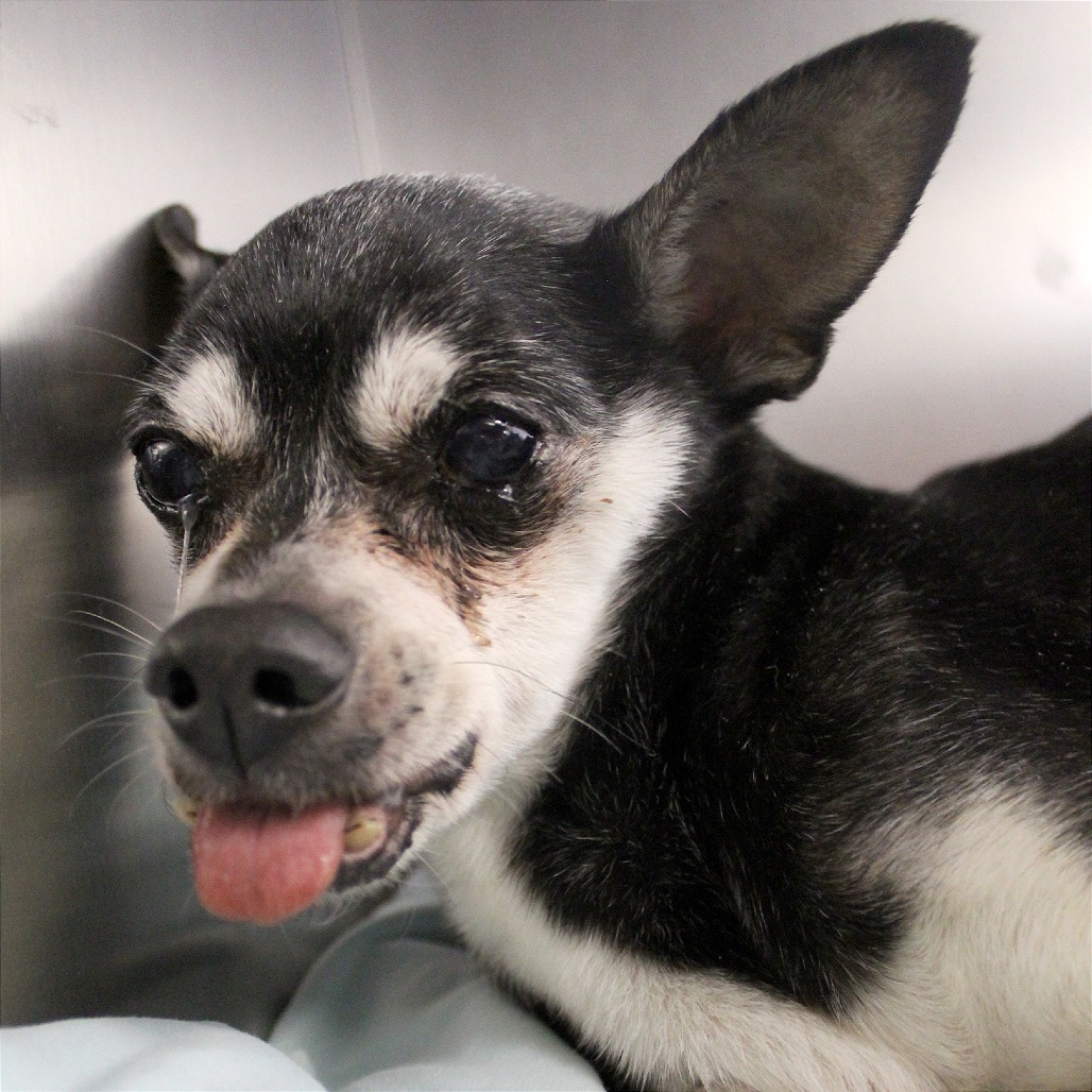 Mocha Joe euthanized due to medical concerns