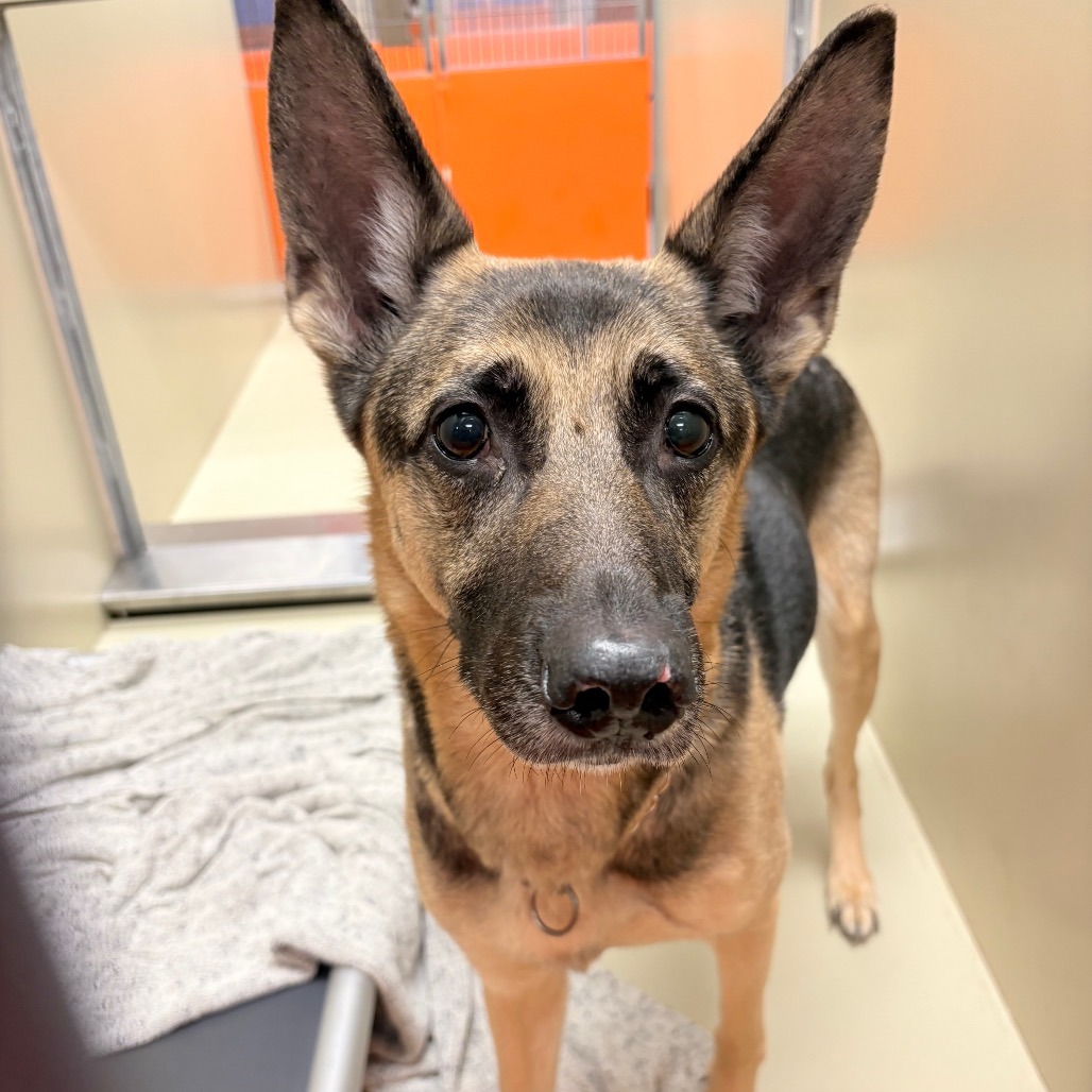 Urgent dogs at risk of euthanasia in Philadelphia