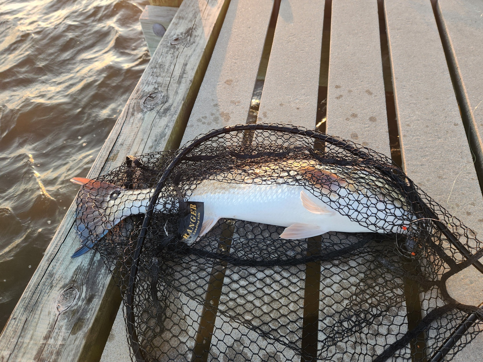 bodkin fly reel Rod Package Glass The proven legend Abu Garcia Red Abu-Matic BAT MODEL:Modern AP5 (Maple) - Un-weighed