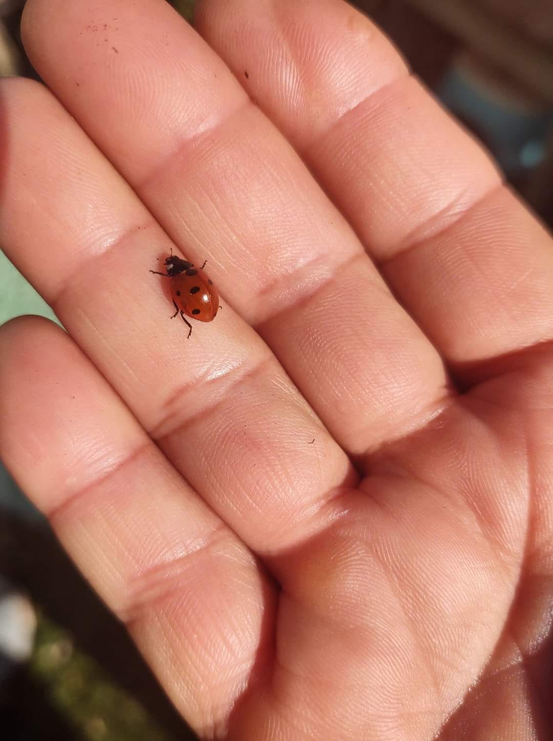 The hidden trigger behind 'Love Bug'. Have you been smothered by