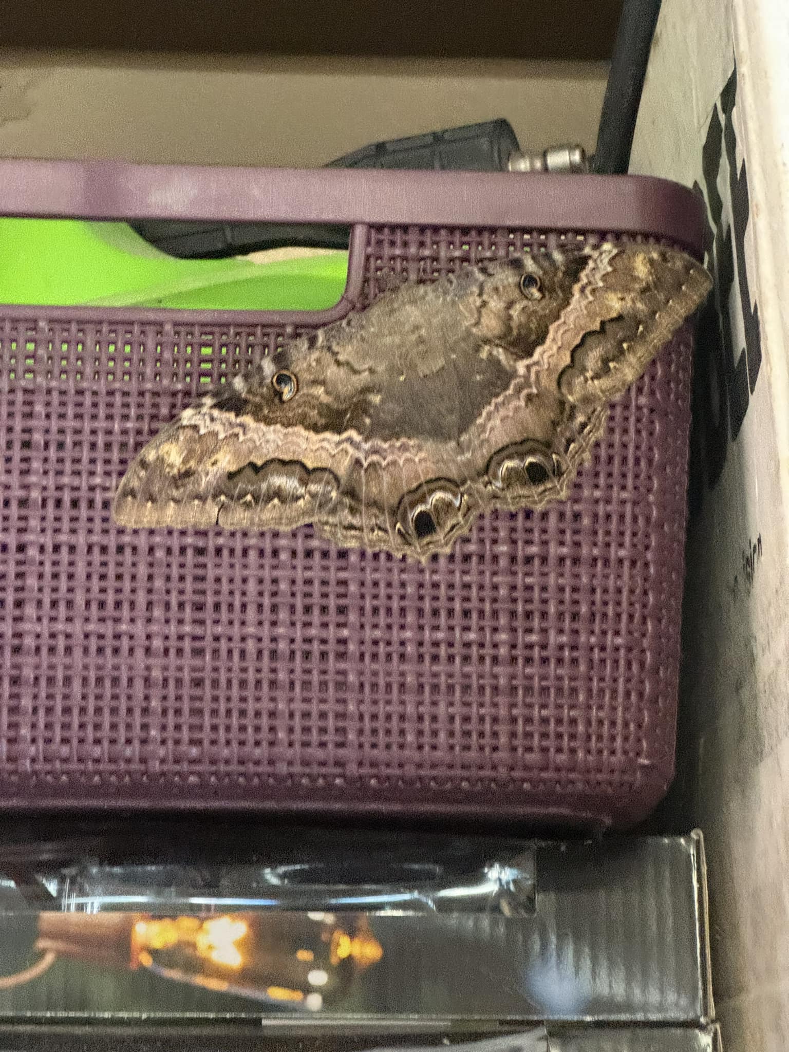 Is this a Black Witch moth in Brown County, SD?