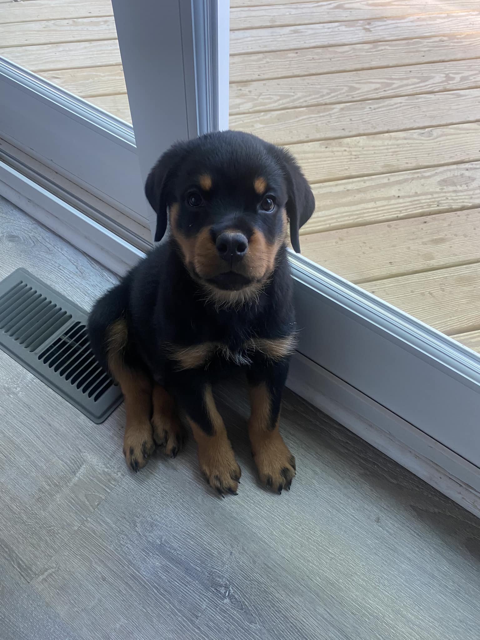 How do Rottweilers handle heat?