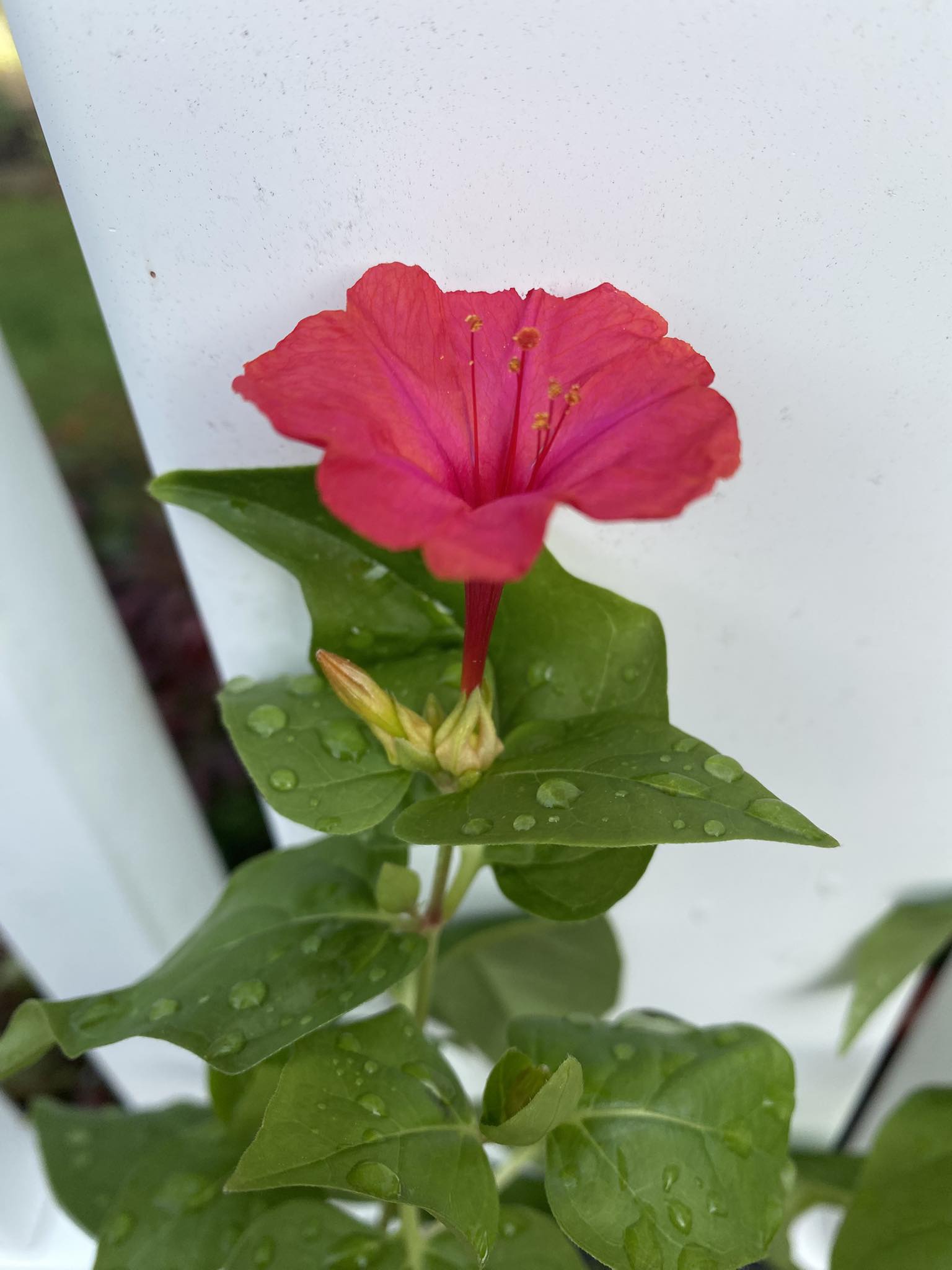 Identify please..I ordered some Jasmine seeds from China and these