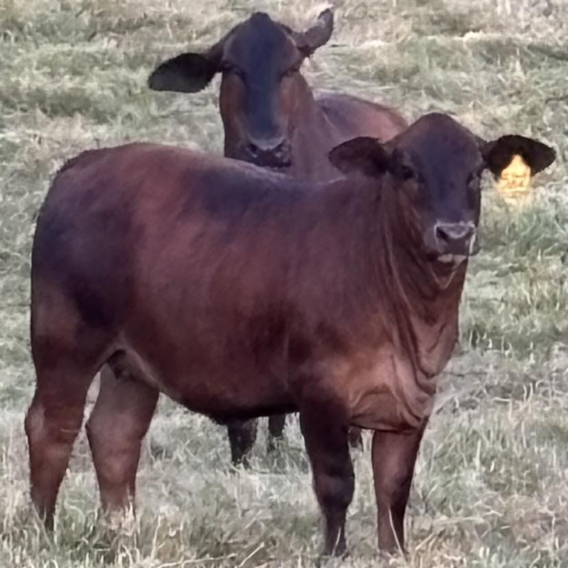 This small herd of my spring calvers sure are eager to rotate over to ...