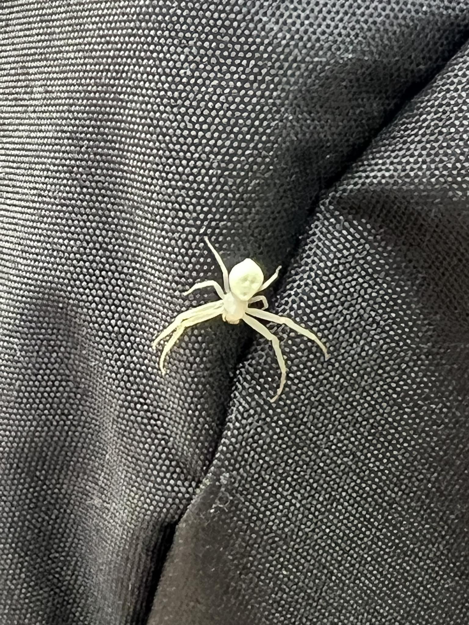 What type of spider is this in Massachusetts?
