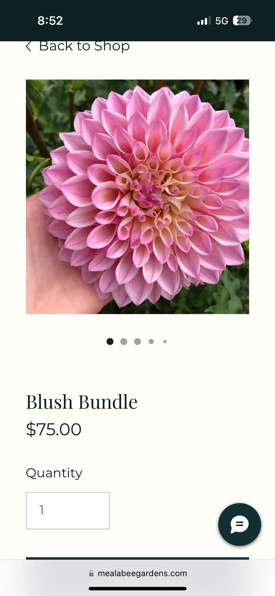 Discounted dahlia variety packs available online