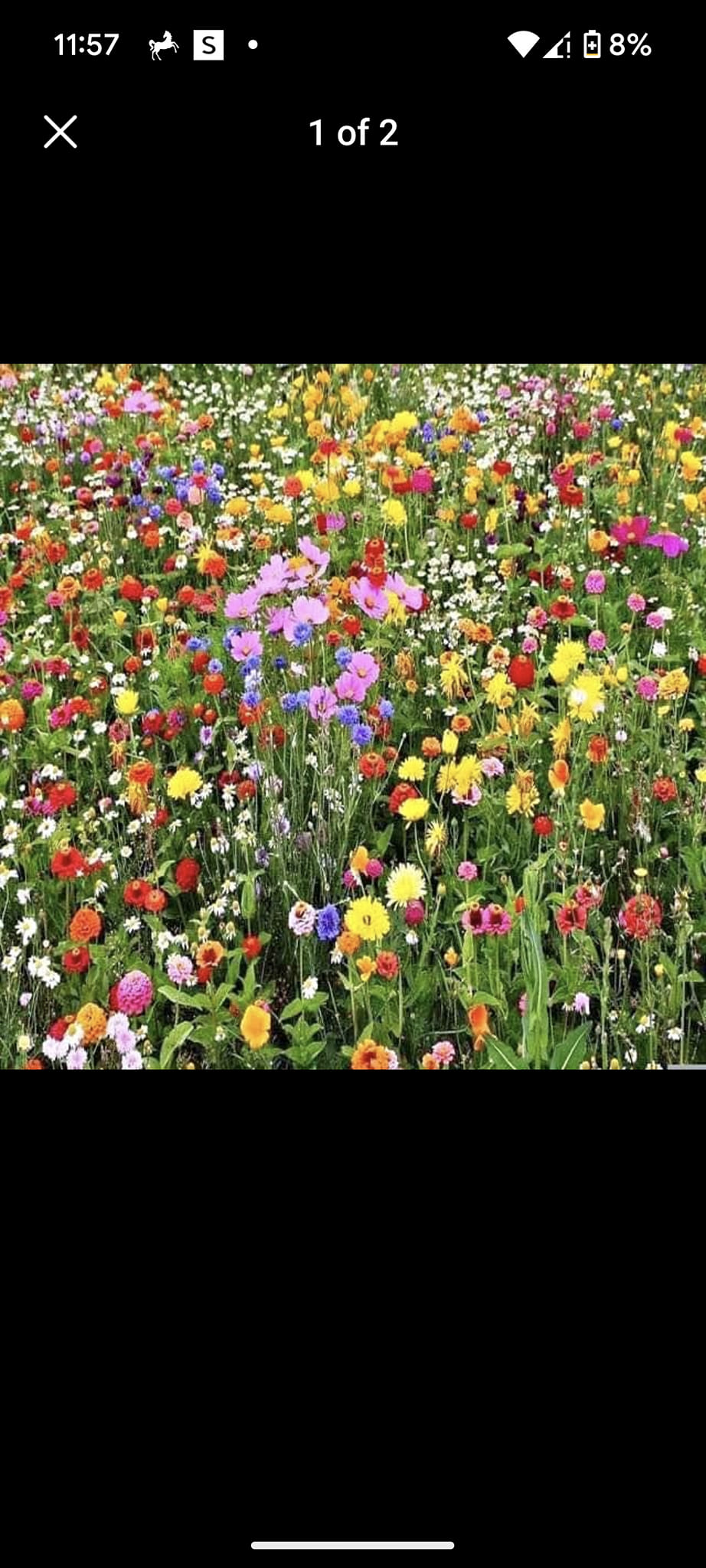 What are the flowers in this wildflower picture?