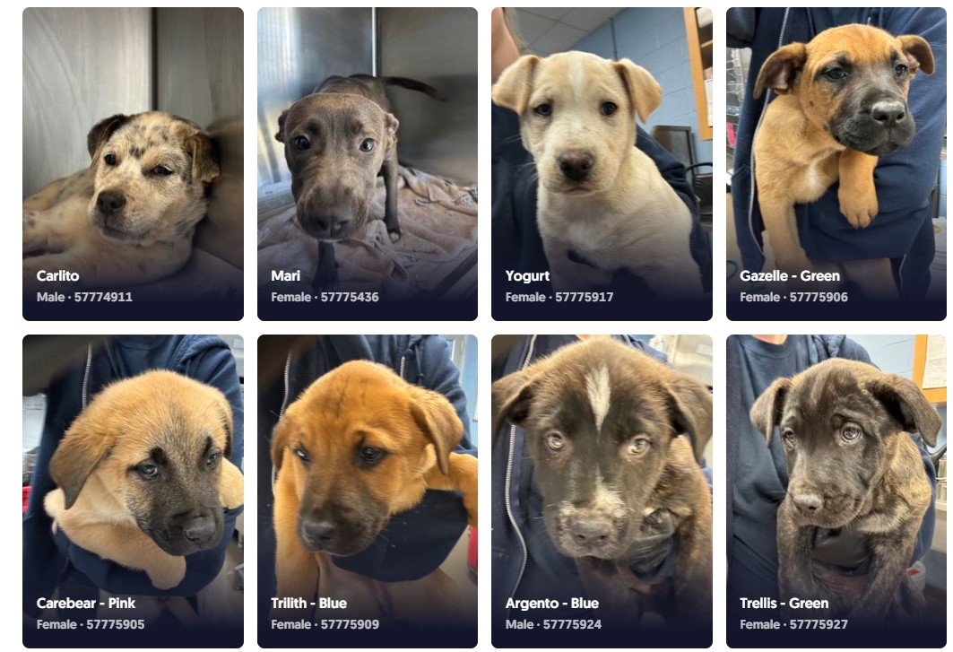 Adoptable Pets of LifeLine - Atlanta, GA | *URGENT* So many puppies ...