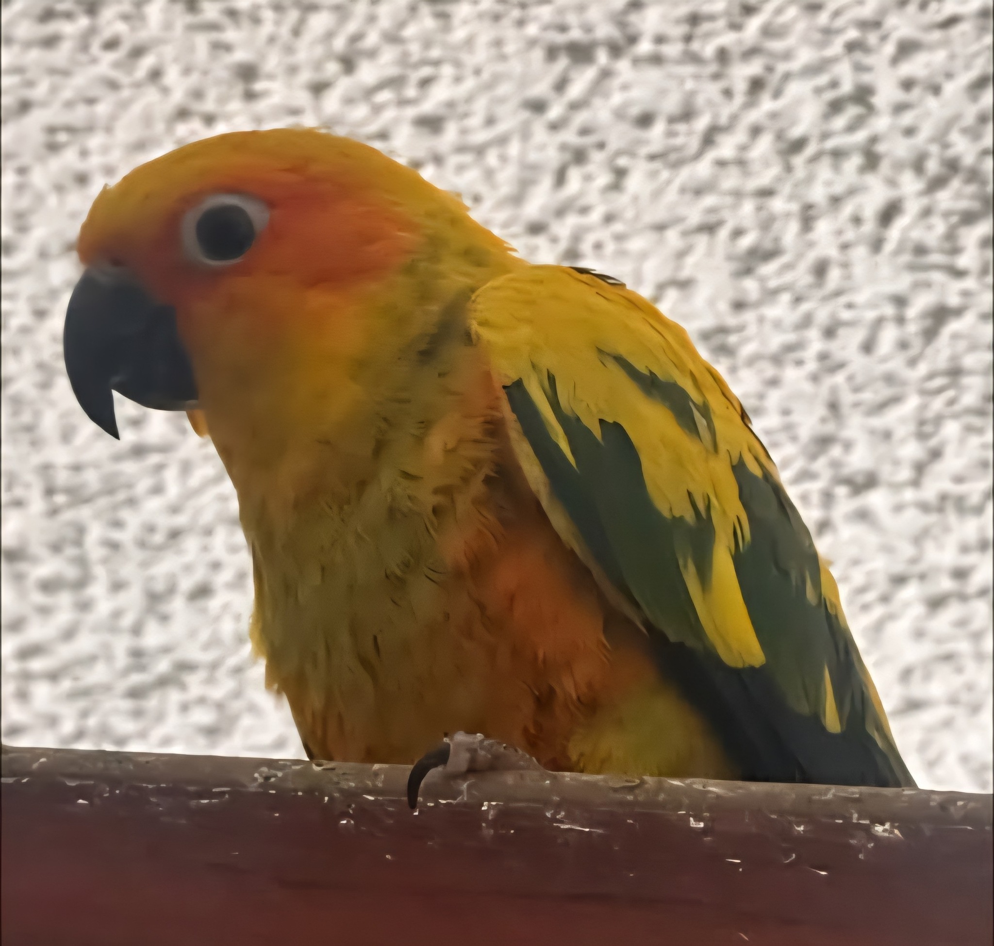 LOST BIRD / PARROT YUBA CITY NORTH YUBA CITY AREA It has been one