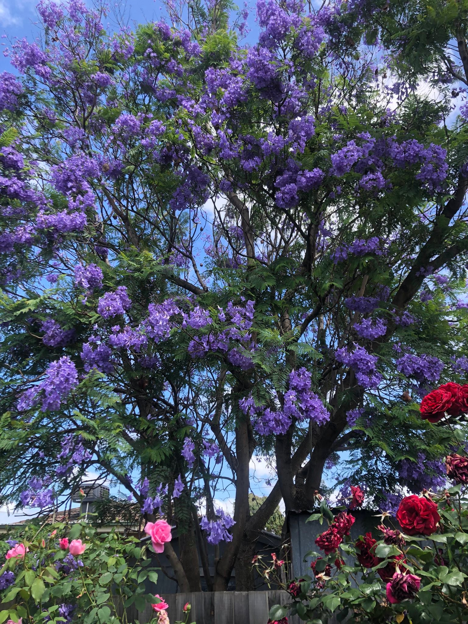 Jacaranda tree and rose bushes in garden