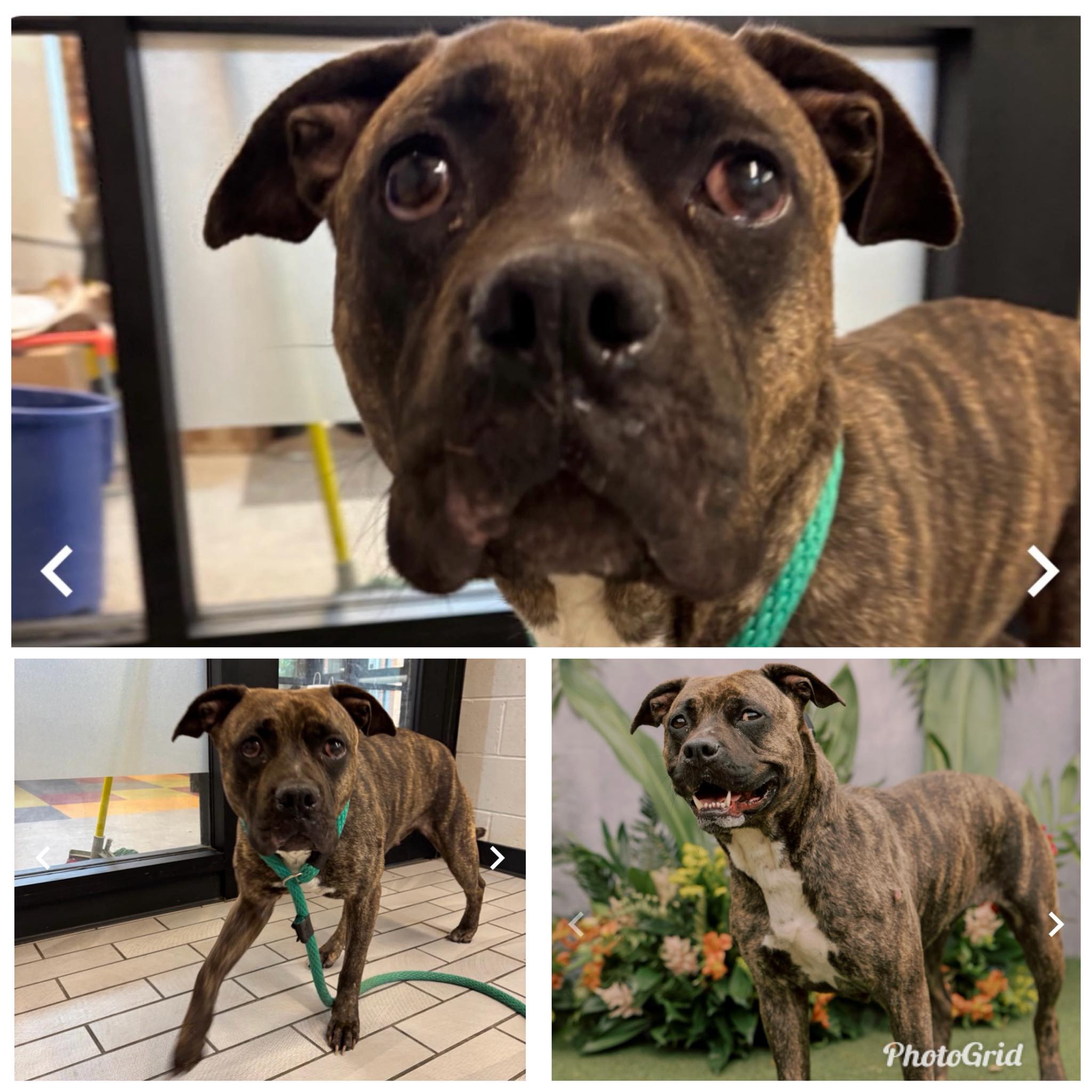 ジョー Save Delta, a 3-year-old brindle dog, from Philly's ACCT