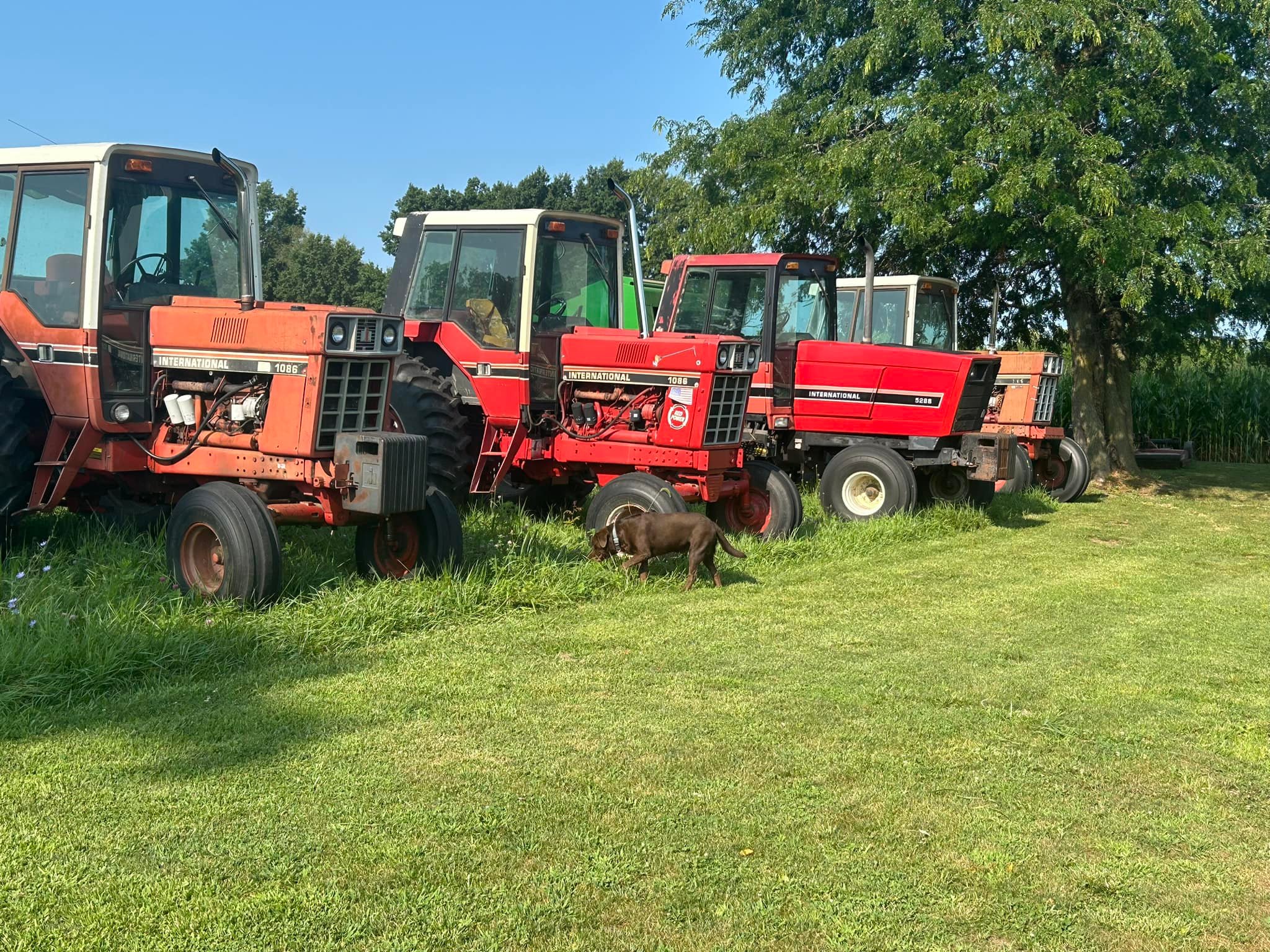 オーダー専用ページ Orange and red tractors under $10k