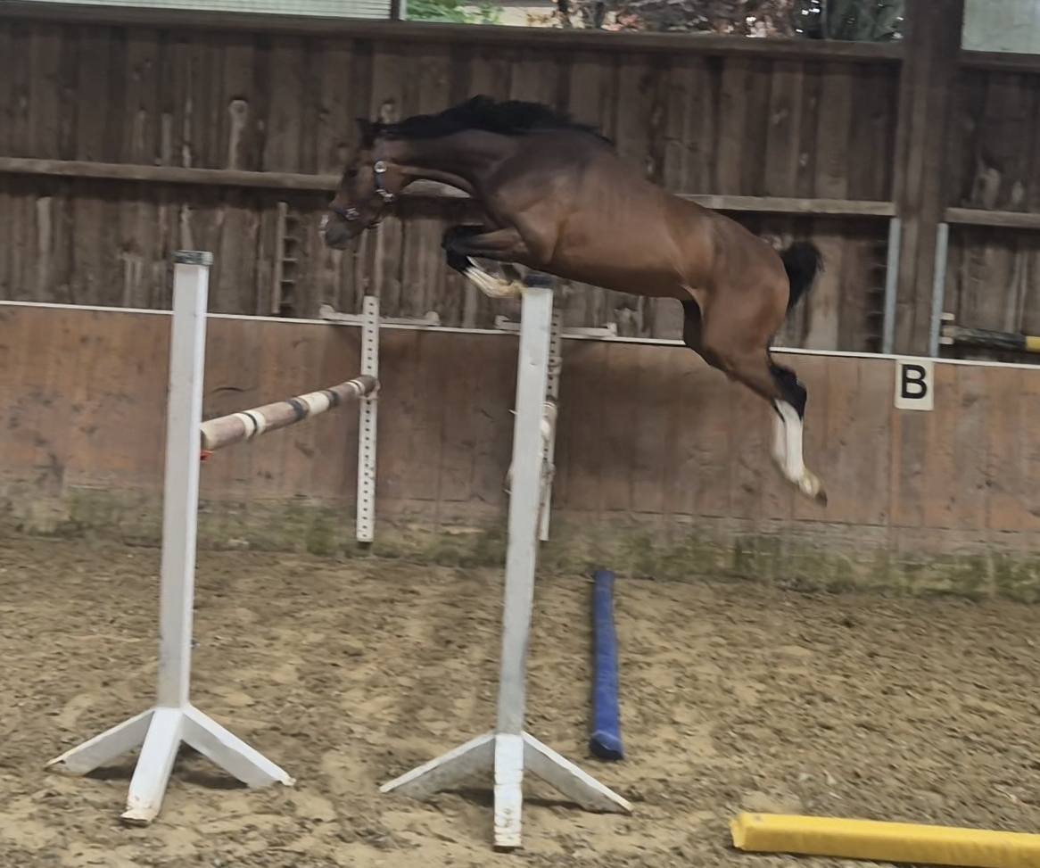 Envitta-P, Ruvinet-P, Skinner** ⭐ FUTURE SHOW JUMPING STARS