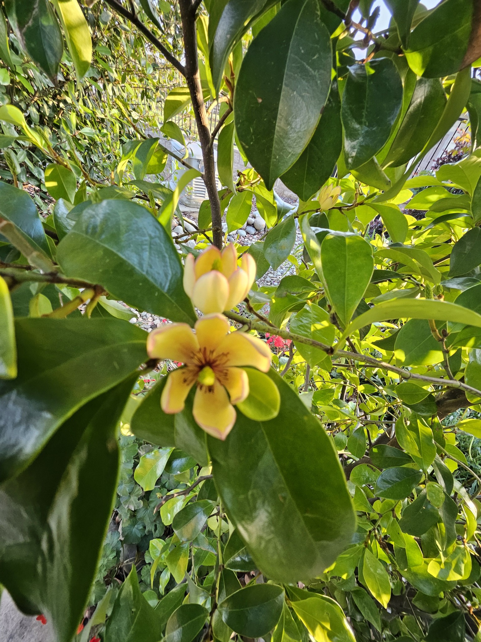 Banana magnolia blooming with strong scent