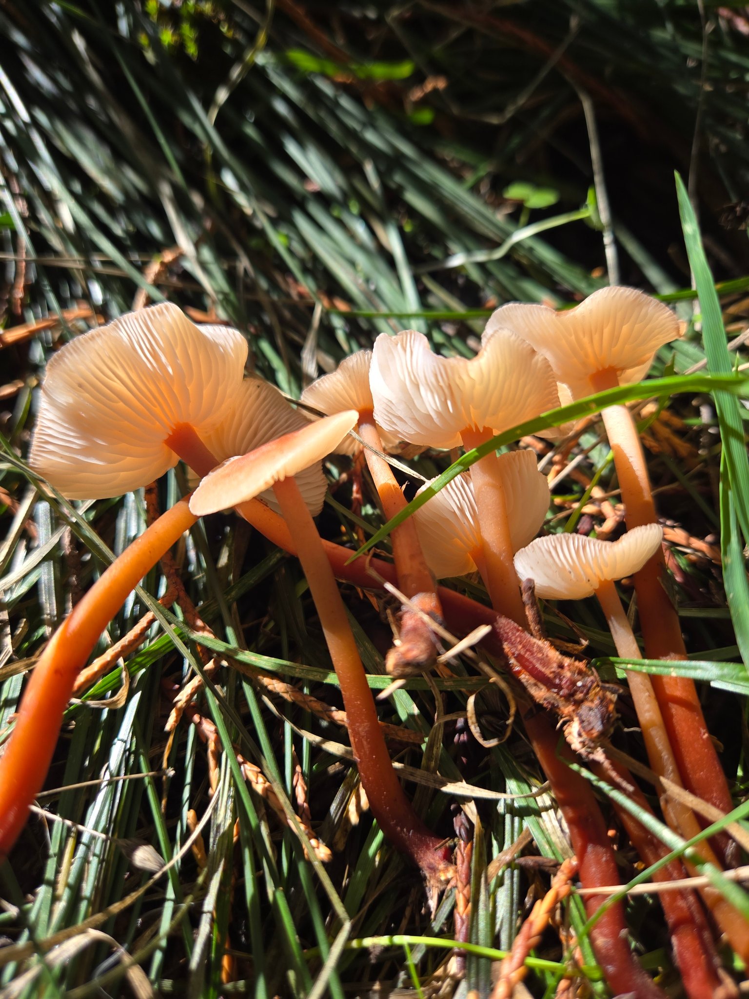 Are these red-stemmed Gymnopus mushrooms?