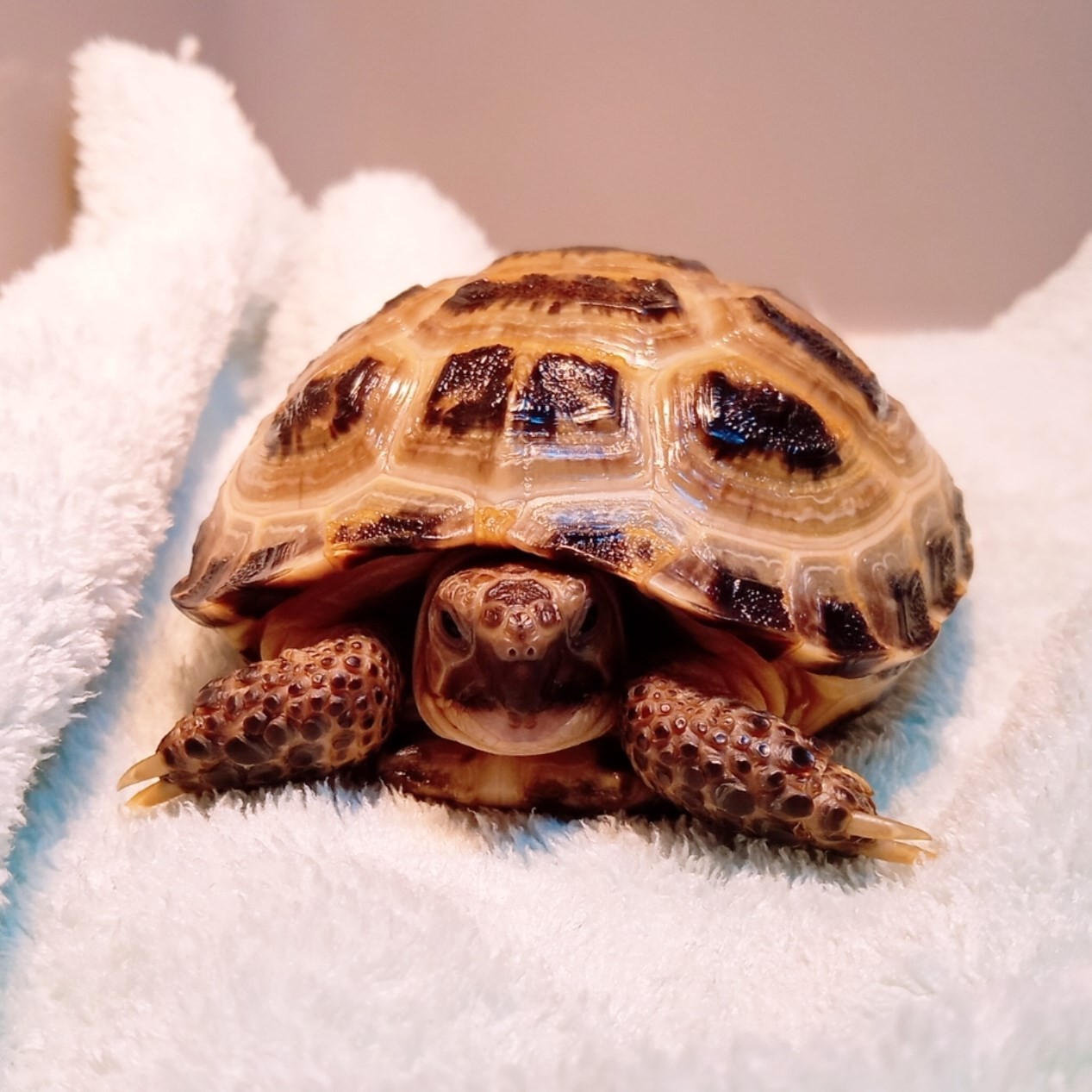 UVB lighting is one of the most important parts of proper tortoise care ...
