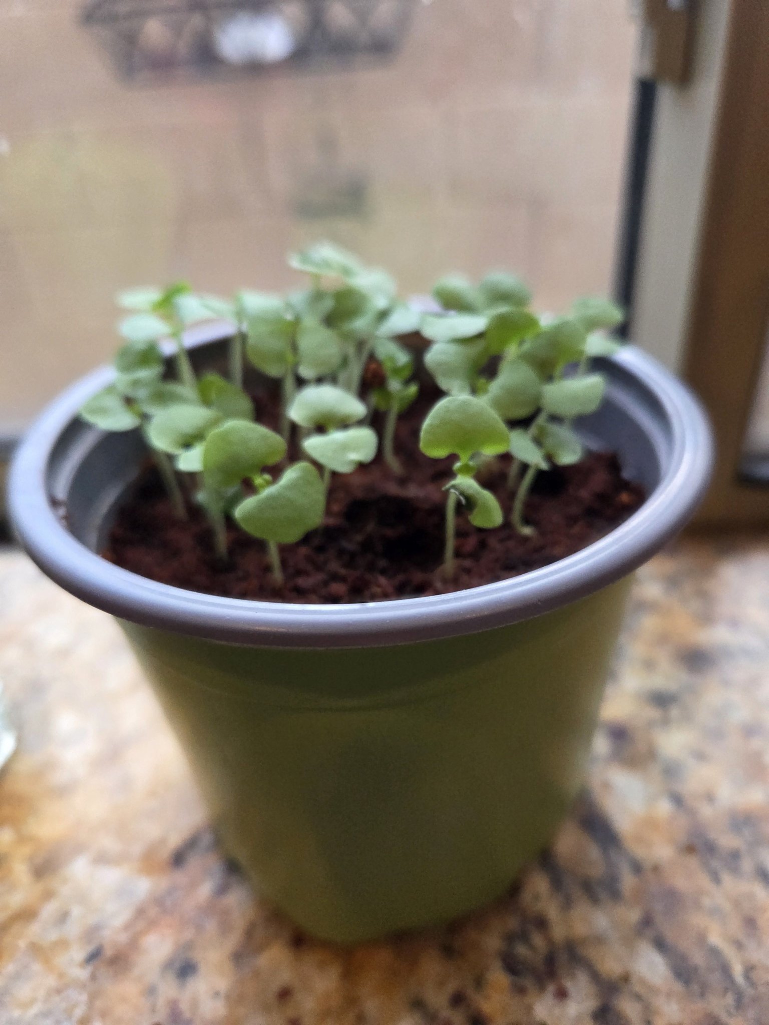 When and how do I transplant this basil?