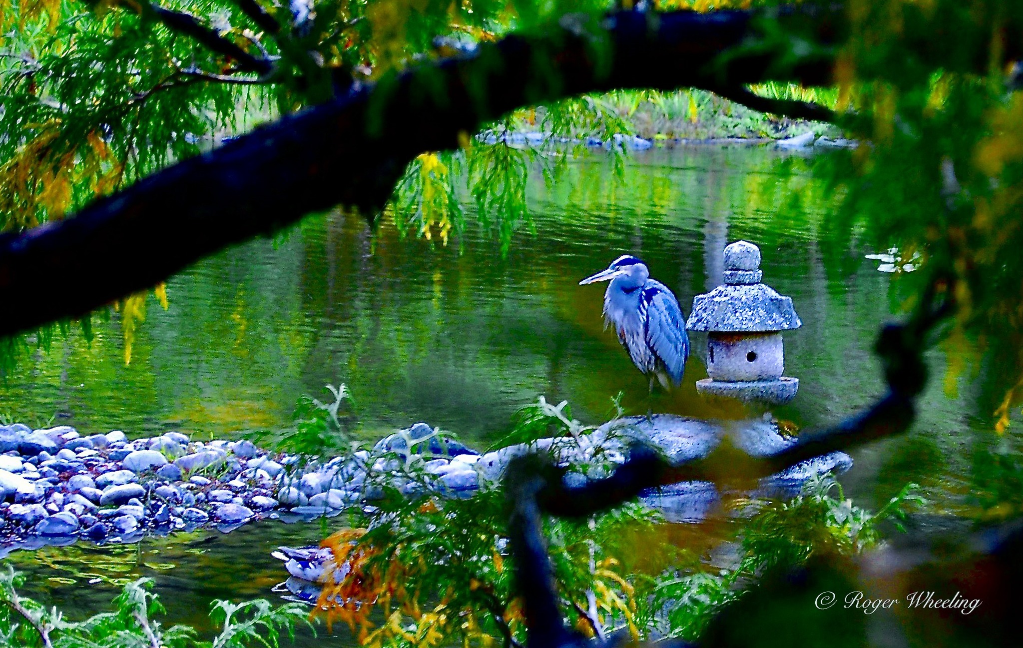 Another shot from the Seattle Japanese Garden!