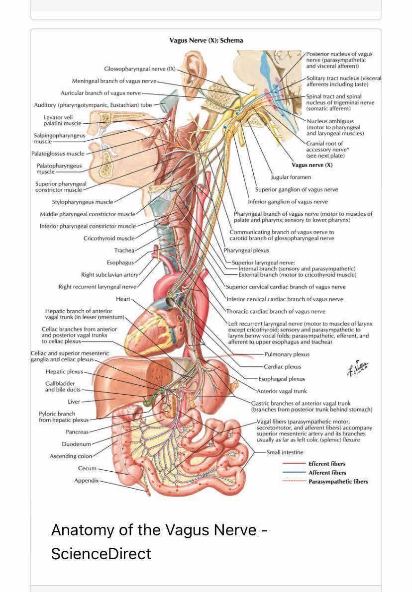 Vagus Nerve Reset | Facebook