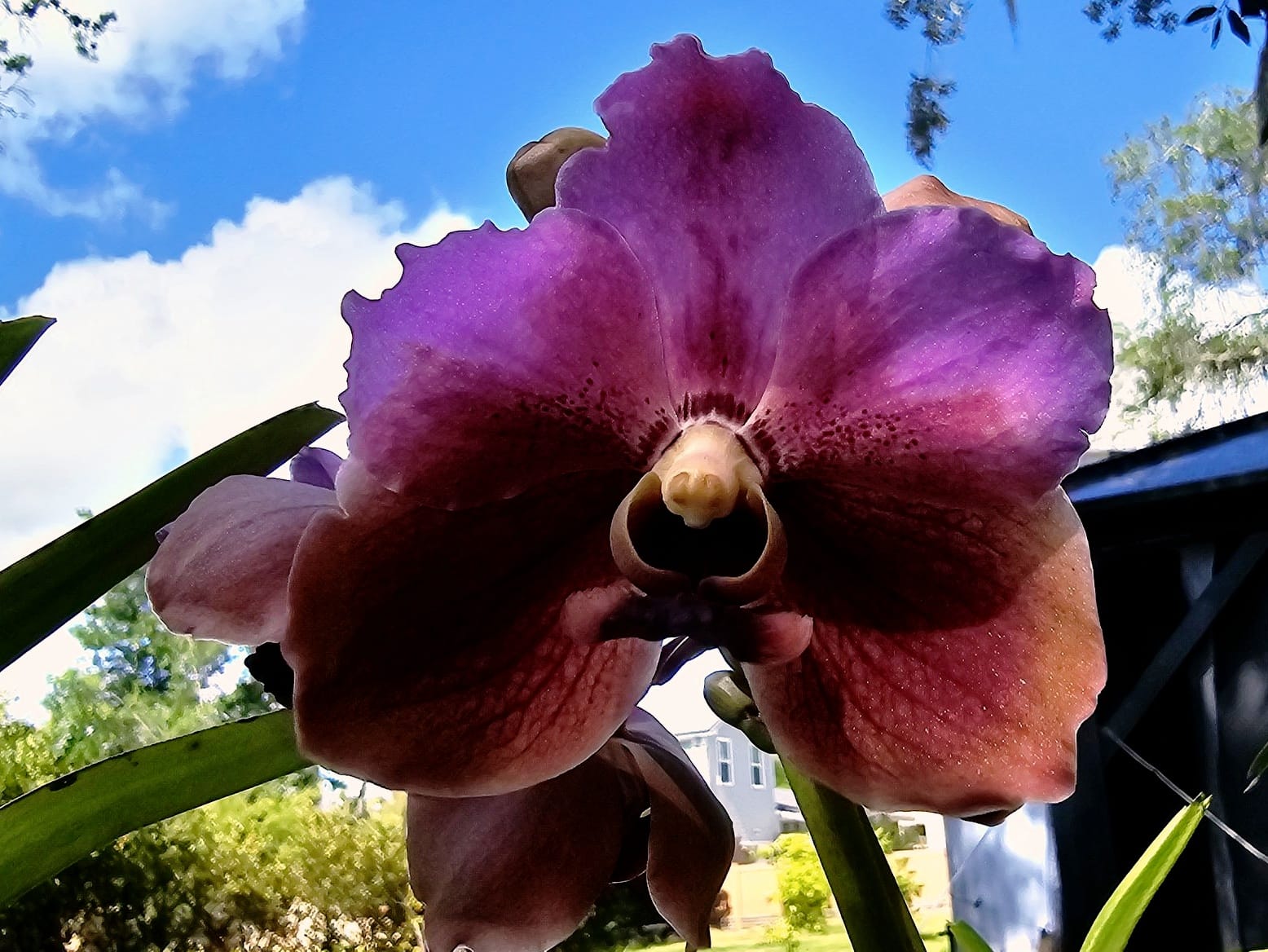 Vanda Twinkle orchid hybrid by Masao Yamada