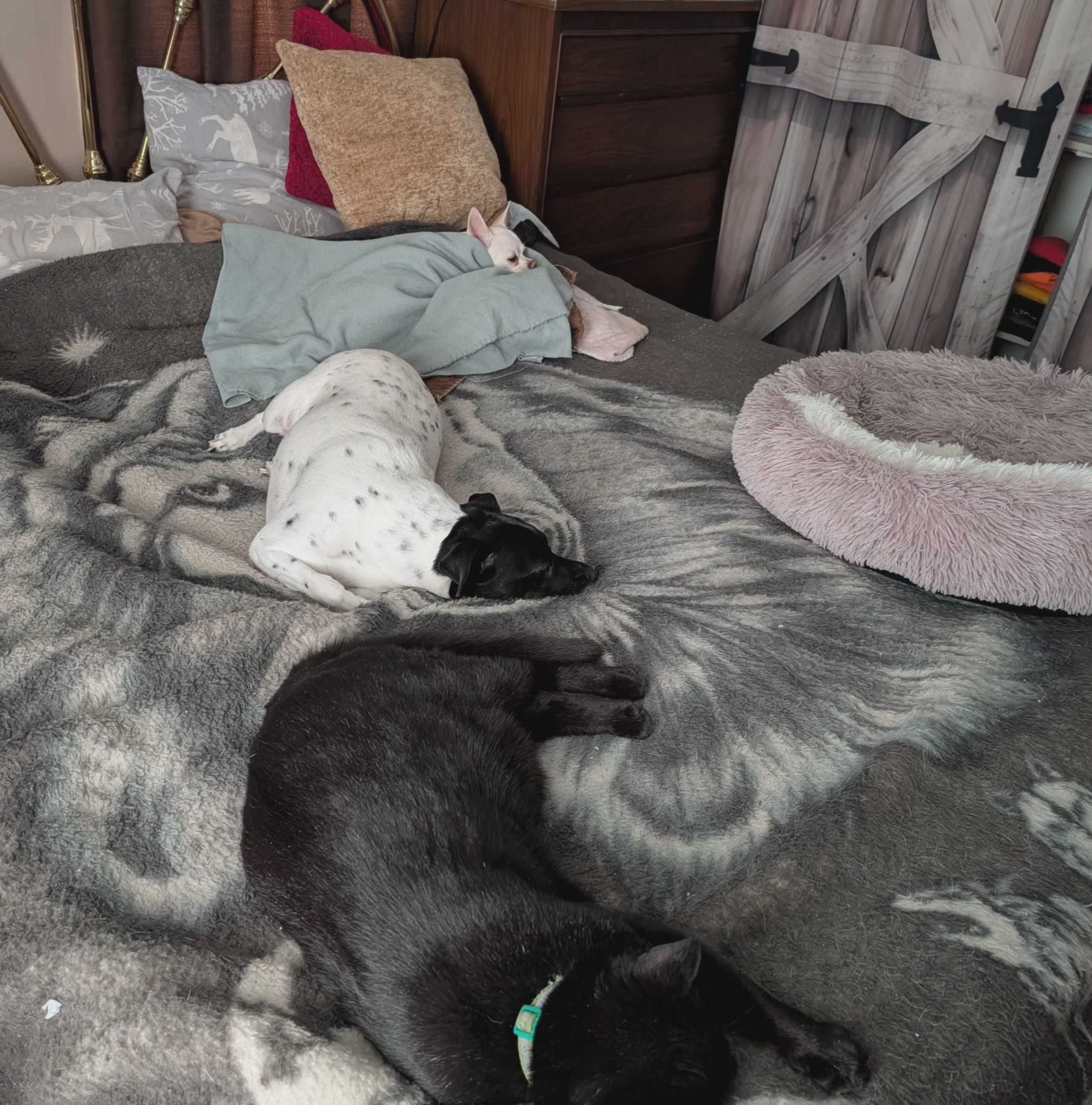 Comfy King Size Bed complete for... - Carolyn Taylor Draman | Facebook