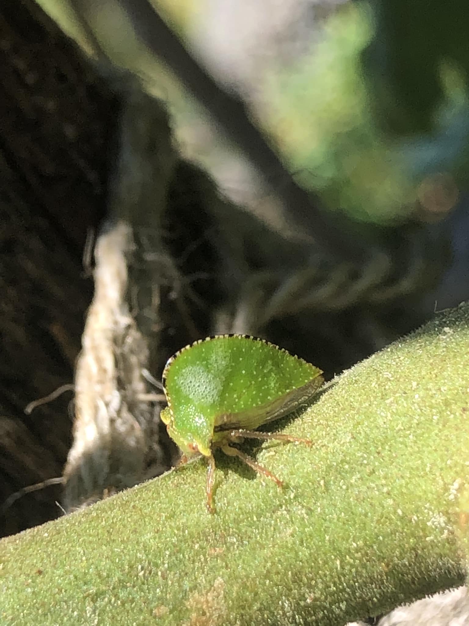 Aloha! Wondering what this is? Mahalo!