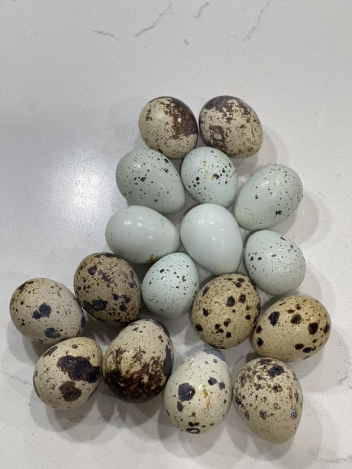 PRE-SALE: 36 Select Mix Super Jumbo Coturnix Quail Hatching Eggs – James Marie Farms