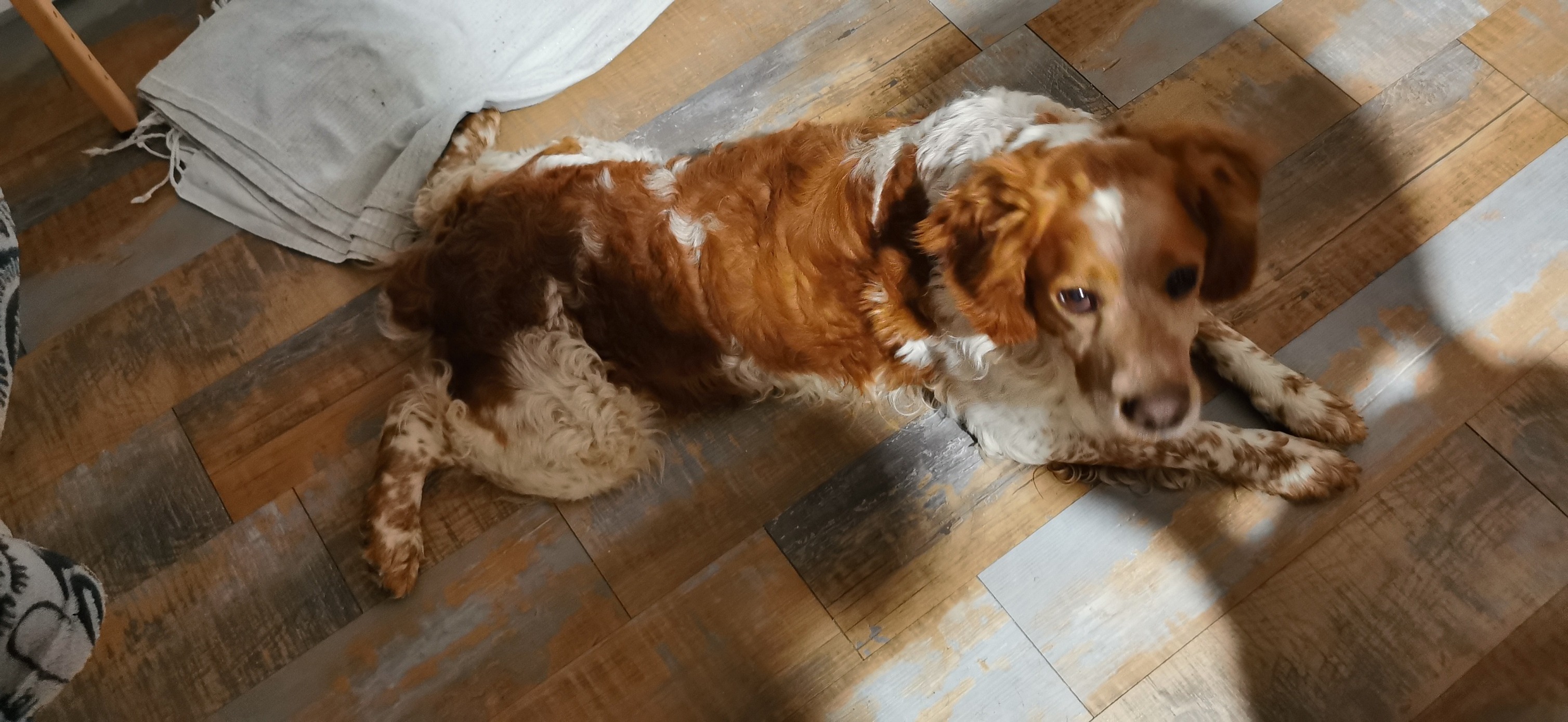 Pet Alerte 66: Alerte Chien Trouvé – MPUD