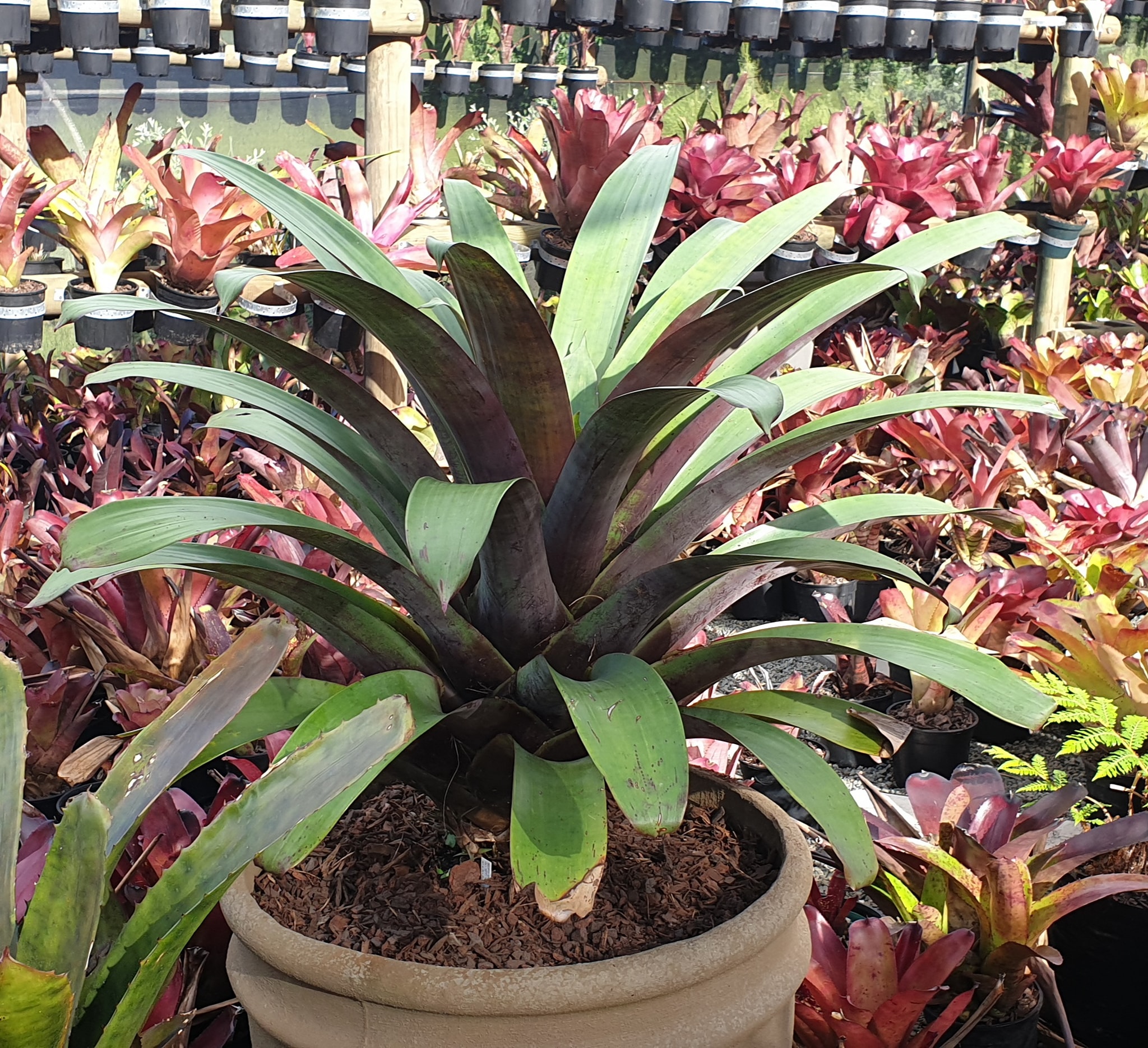 Tillandsia krukoffiana thriving in shadehouse