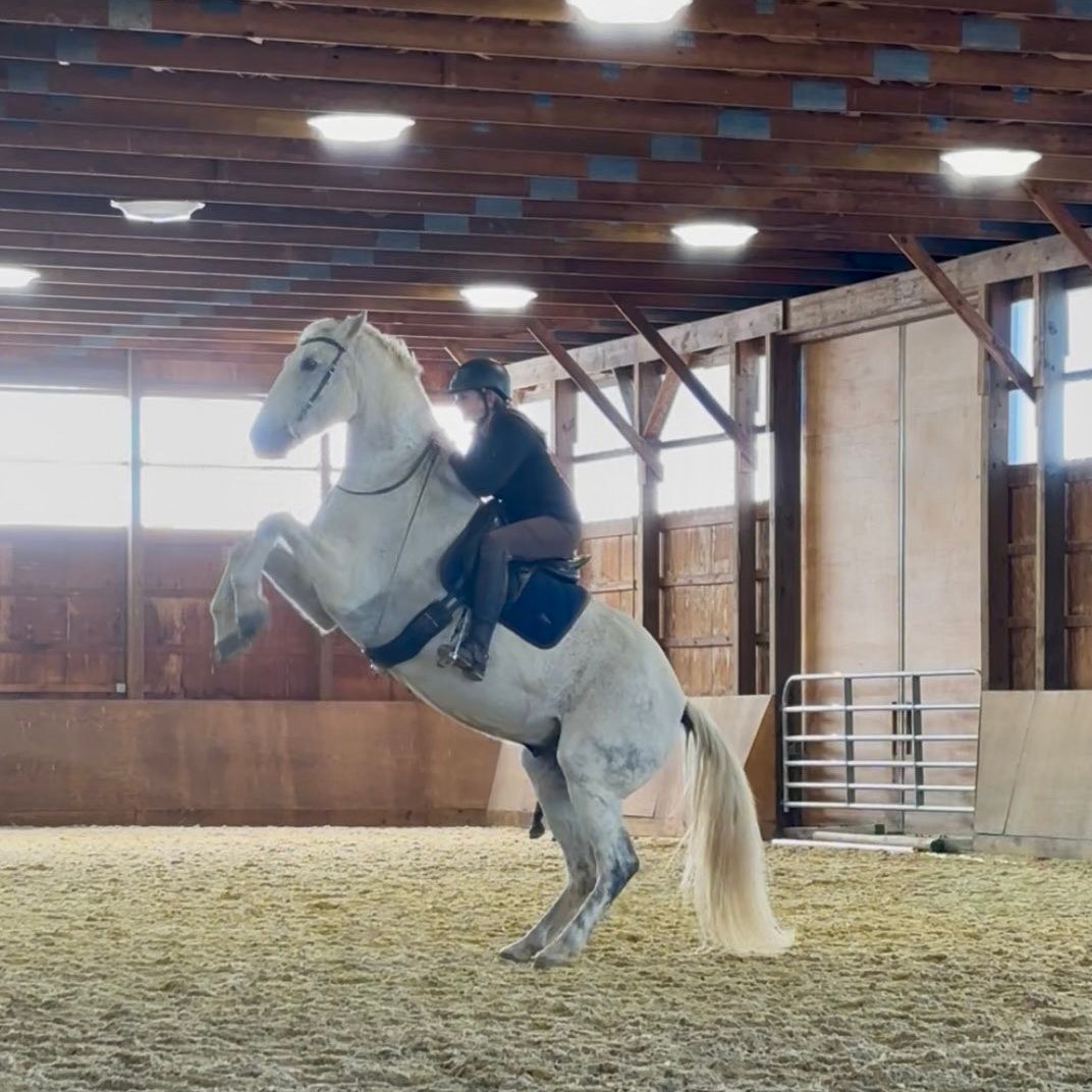 The Bit Doctor Bitting advice | Hello! I have a big OTTB aka Labrador ...