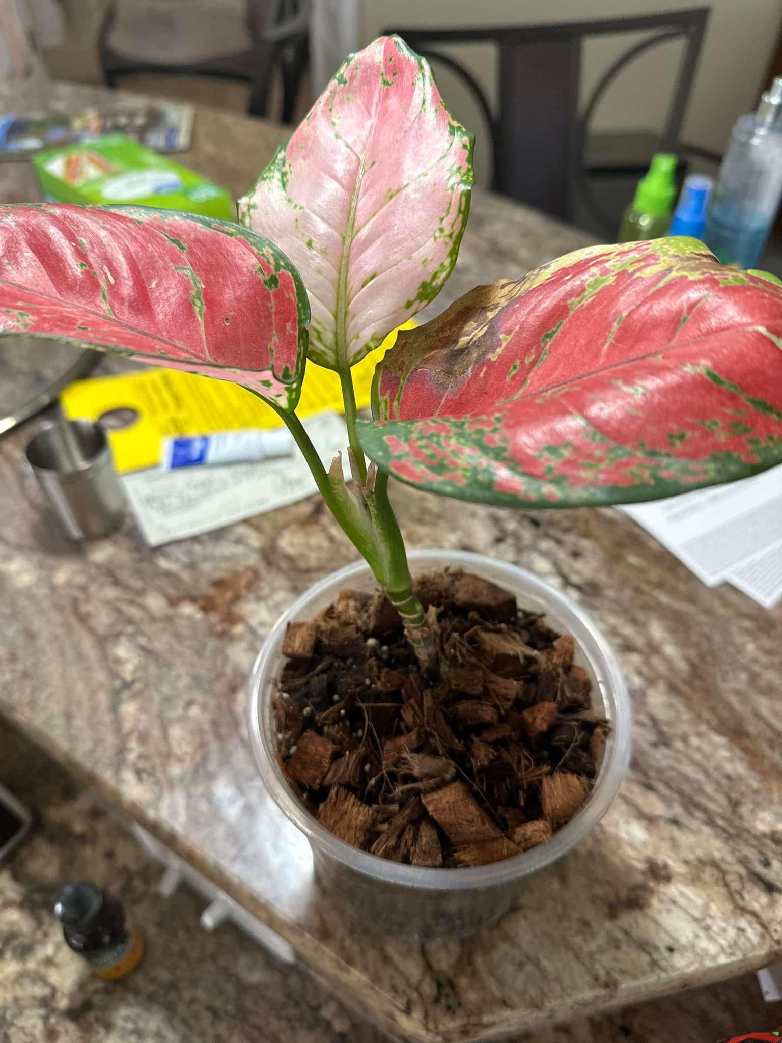 その他観葉植物 Aglaonema Pink Maroon Spot Aglaonema Pink Maroon