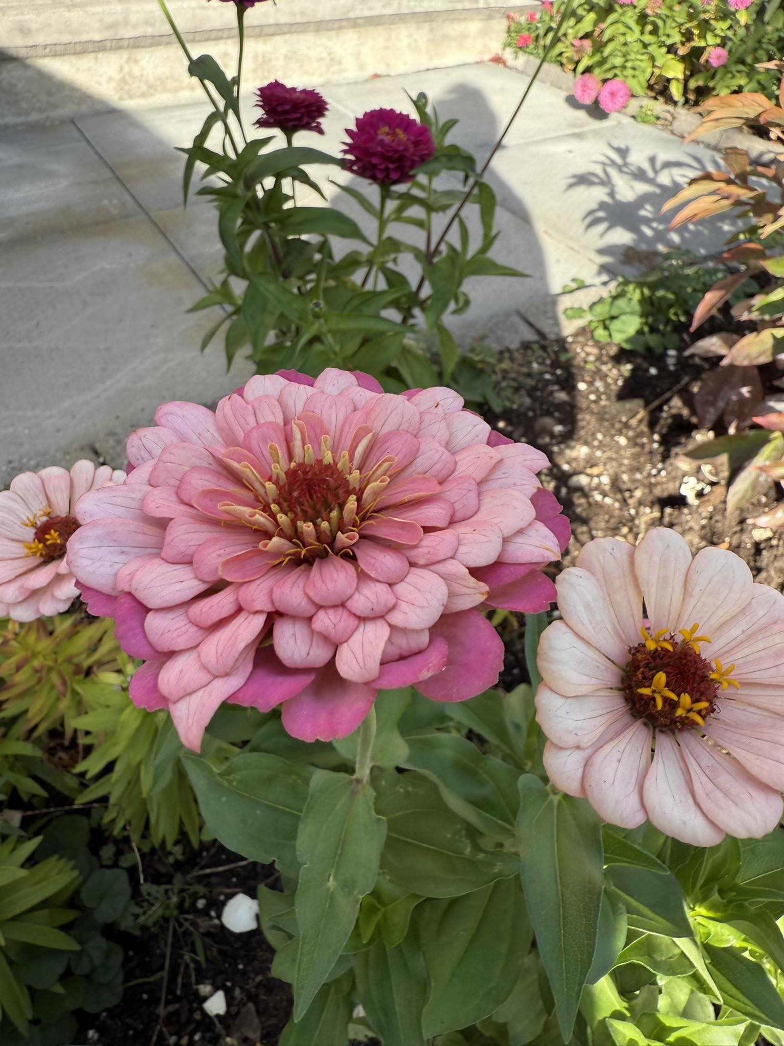 Zinnia 'Oklahoma Pink' stands out in the garden