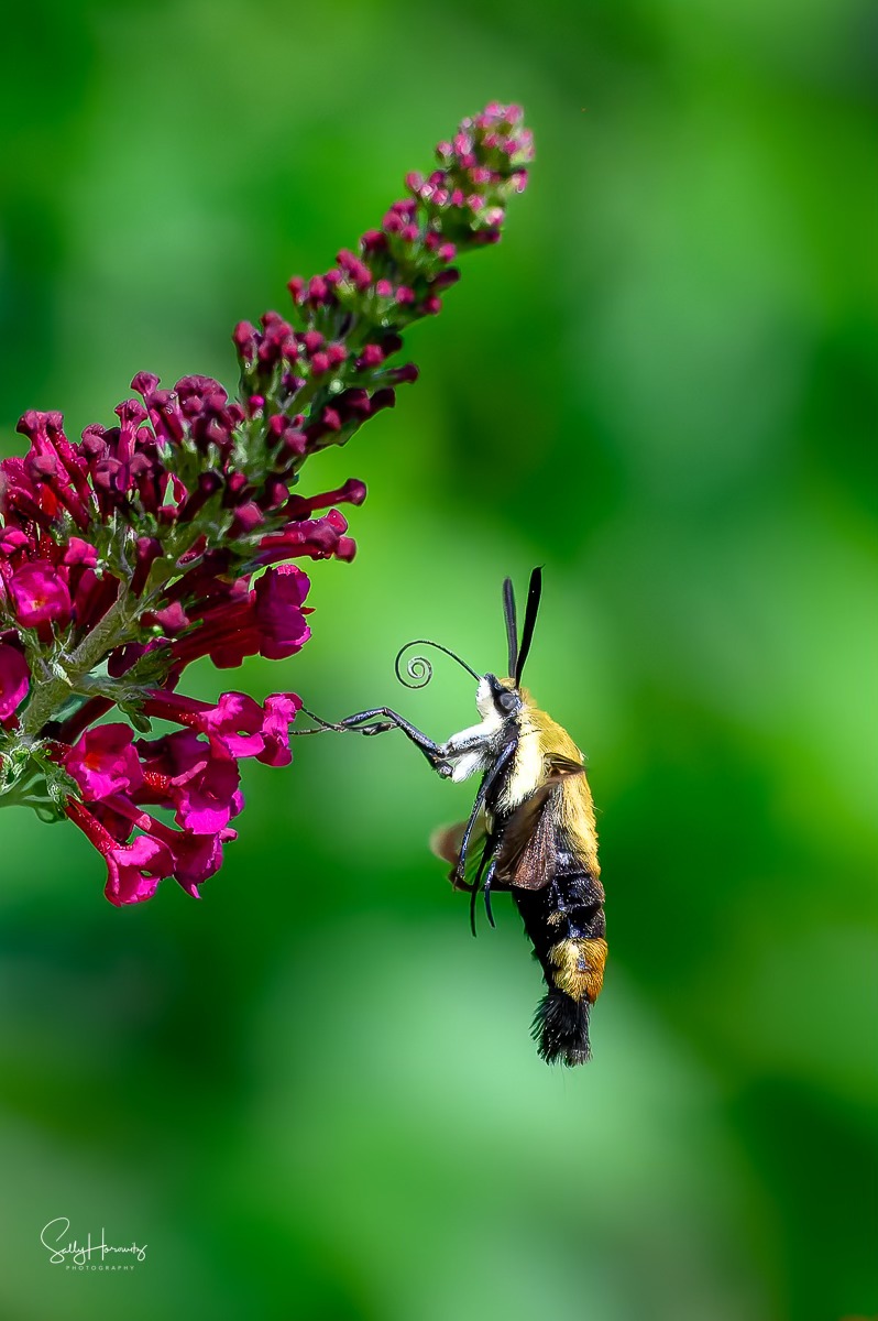 Clear wing moth on the butterfly bush. Looks like a couple of