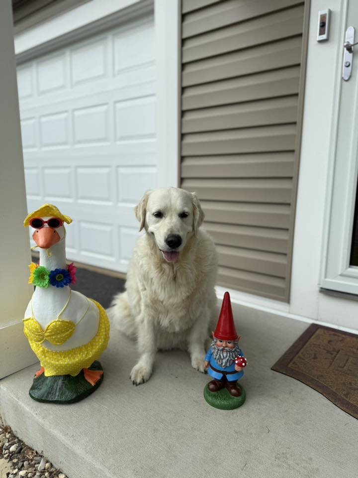 The Porch Goose Club of America | All your goose names are amazing ...